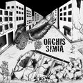 Lp 12” Orchis simia