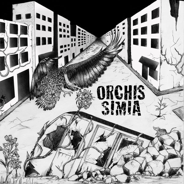 Lp 12” Orchis simia